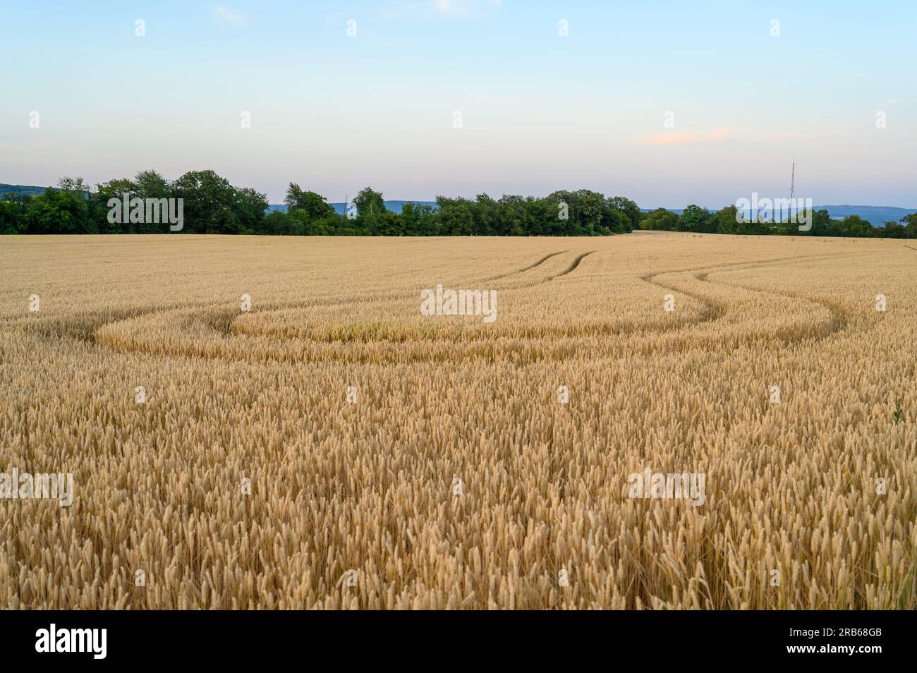 Un campo di grano con tracce di trattore che ruotano nella direzione da cui provenivano, con alberi verdi e cielo limpido all'orizzonte. Foto Stock