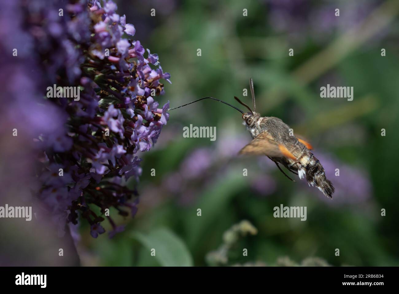 Falco di colibrì (Macroglossum stellatarum) presso la riserva naturale nazionale di Gibilterra Point, Lincolnshire, Regno Unito. Foto Stock