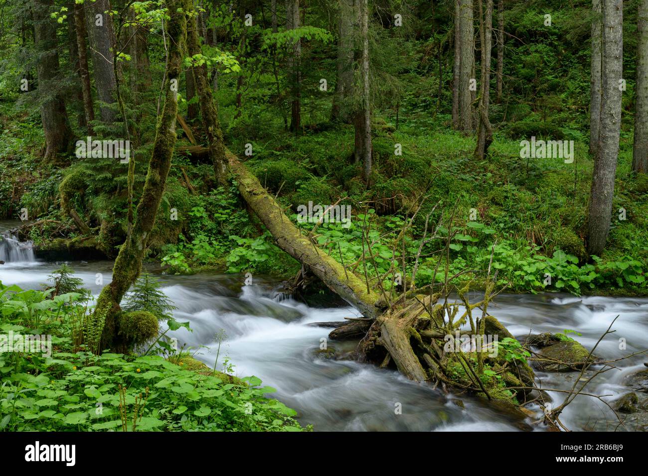 Sibiu / Romania - foresta primaria nelle montagne selvatiche di Fagaras. La Romania ospita la maggior parte delle foreste primarie temperate/di vecchia crescita dell'UE, ma il disboscamento procede. Foto Stock