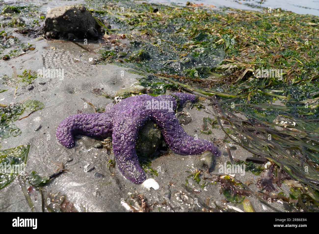 Una stella marina viola è esposta nella zona intertidale durante la più bassa marea dell'estate nel Constellation Park di West Seattle martedì 4 luglio 2023 Foto Stock