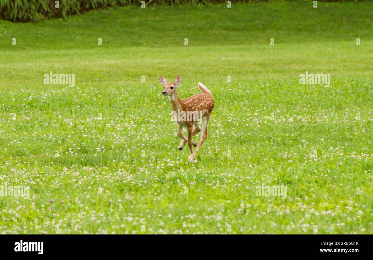 fawn running nel profilo anteriore dell'habitat naturale Foto Stock