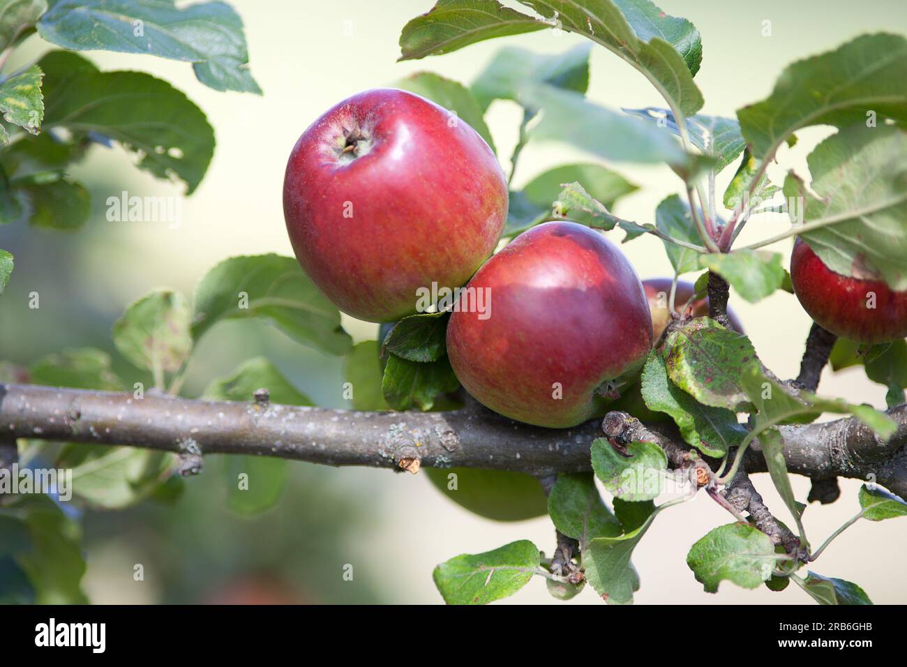 Mela sull'albero con frutta matura Foto Stock