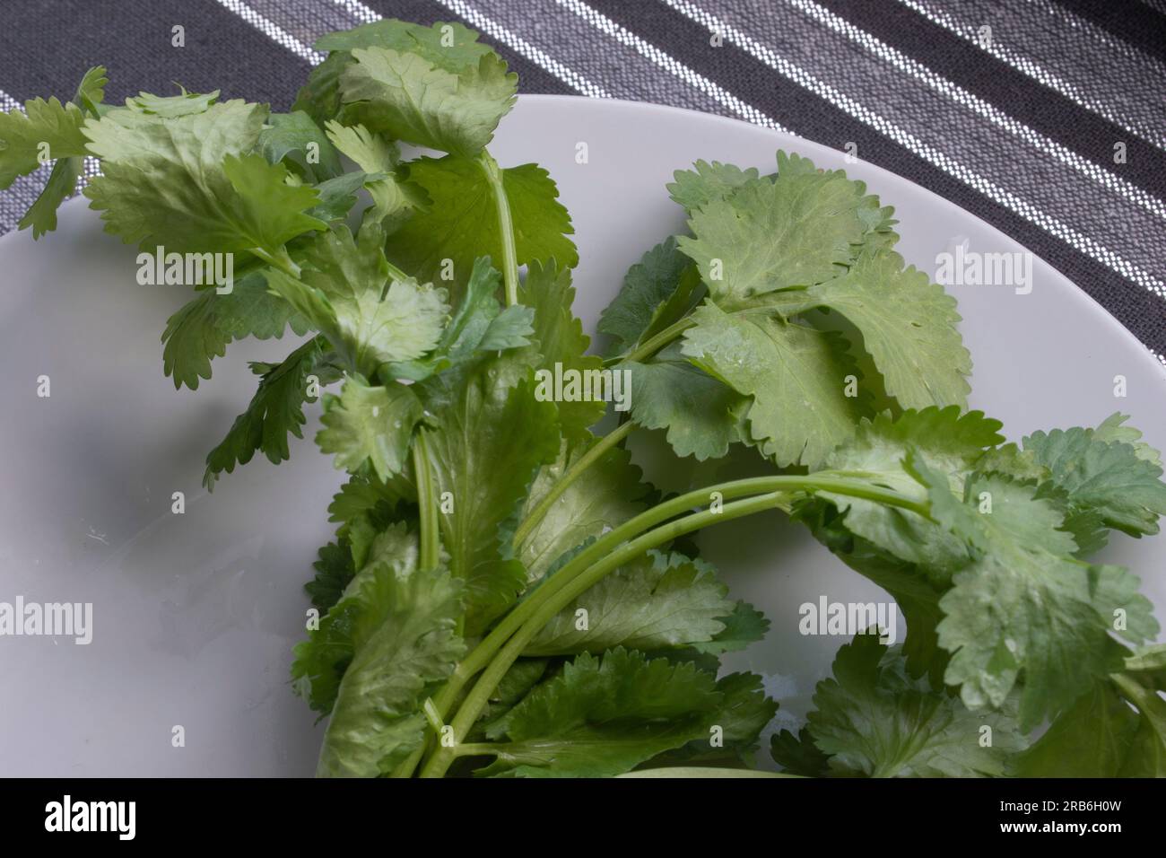Foto di primo piano con foglie di coriandolo bagnate e vivaci su uno sfondo bianco nitido. L'immagine mette in evidenza la freschezza dell'erba e la b naturale Foto Stock