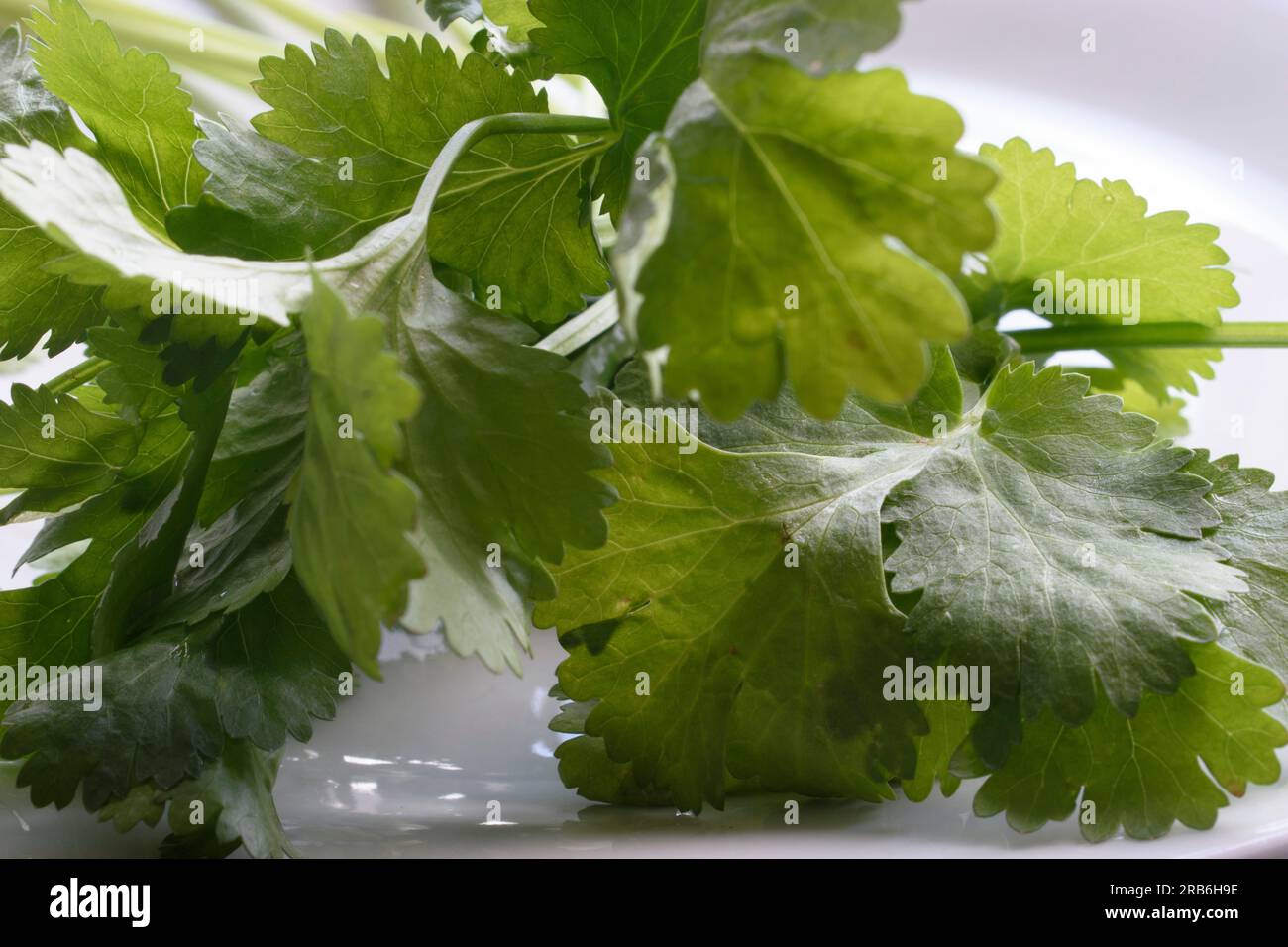 Foto di primo piano con foglie di coriandolo bagnate e vivaci su uno sfondo bianco nitido. L'immagine mette in evidenza la freschezza dell'erba e la b naturale Foto Stock