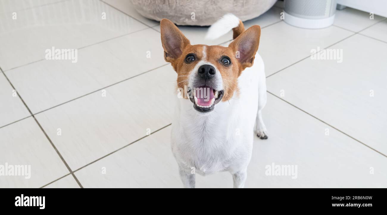 Jack Russell Terrier cane in piedi e guardando il proprietario all'interno della loro casa Foto Stock