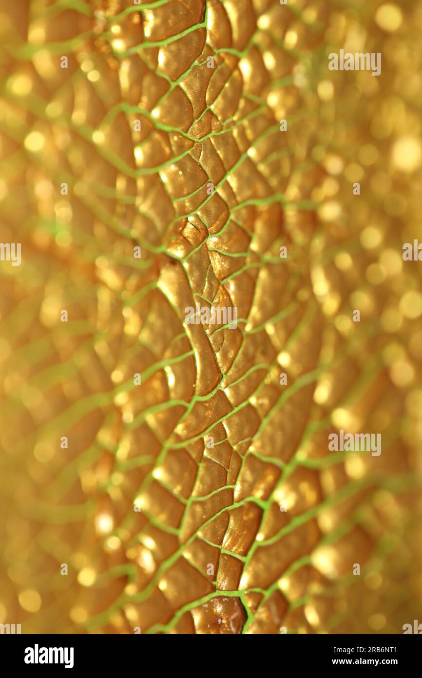 Vernice dorata incrinata su tela macro sfondo moderno stampe istantanee di grandi dimensioni di alta qualità pittura secca astratta corsa all'oro Foto Stock