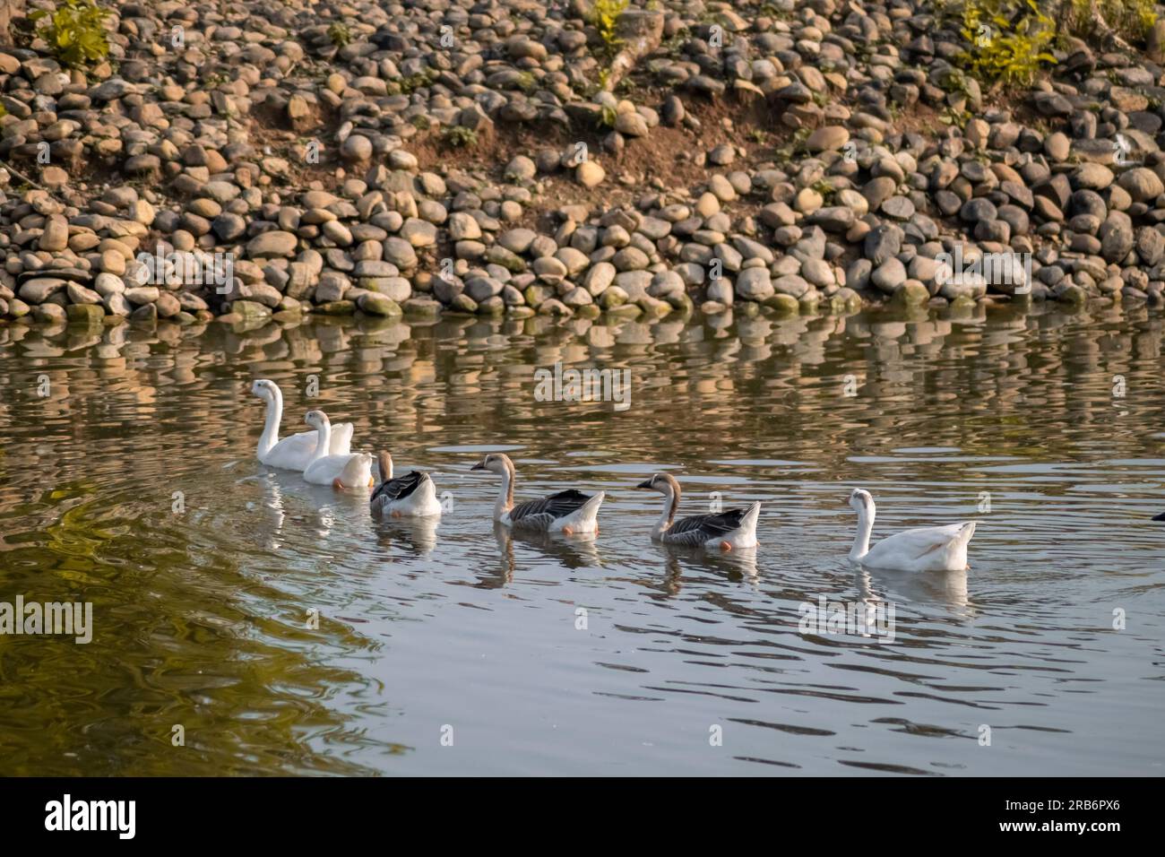 Anatre di fila nell'acqua del lago. Famiglia Goose in linea. Visualizzazione della disciplina per uccelli. Foto Stock