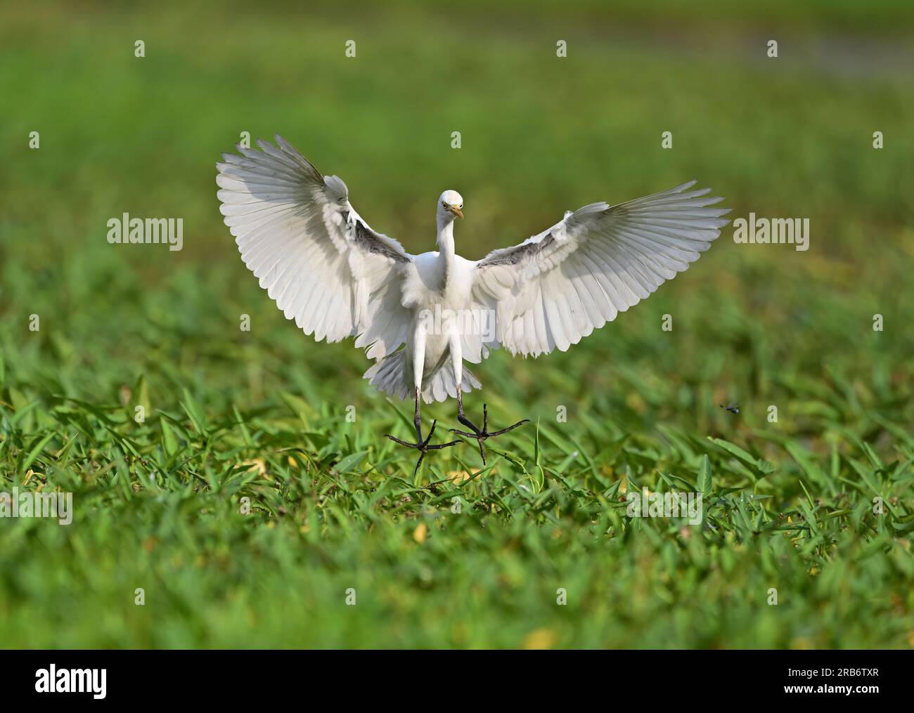 Impostare 2 immagini di uccelli della famiglia Heron. Volo, assestamento e alimentazione, immagini di interazione di aironi, garzette. Ogni immagine viene sottotitolata singolarmente Foto Stock