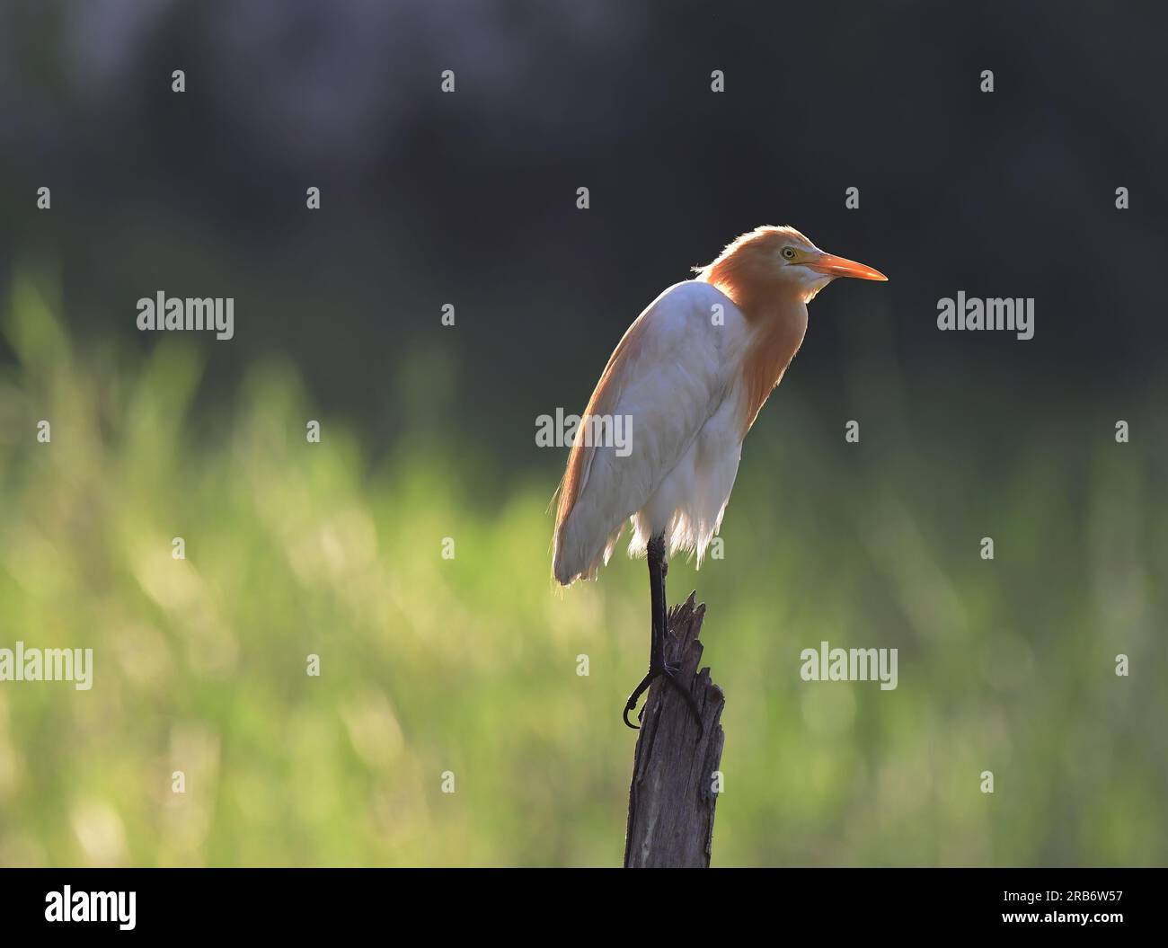 Set 1 of Images of Herons and Egrets (Imposta 1 immagini di Herons ed Egrets). Include specie miste e ogni immagine viene sottotitolata singolarmente. Contiene immagini in volo, alimentazione, comportamento. Foto Stock
