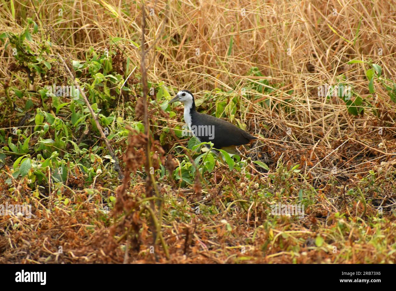 Gallina d'acqua dal petto bianco che cammina su risaie secche. Giava, Indonesia. Foto Stock