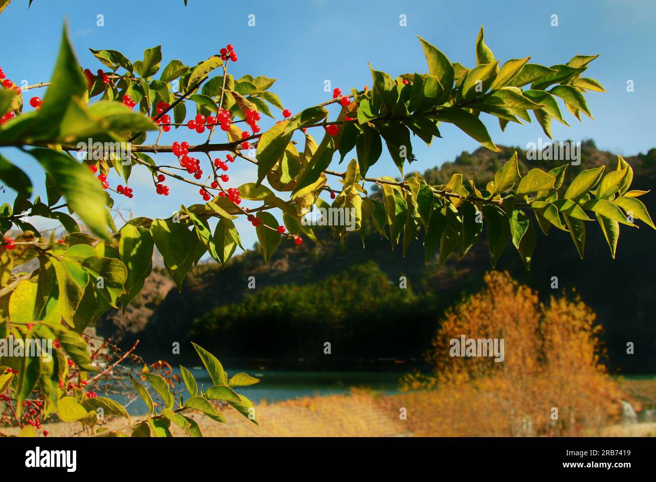 Scopri il fascino tranquillo di fiori, piante e un lago tranquillo in un pittoresco giardino cinese, immerso nel caldo bagliore del sole all'aperto Foto Stock