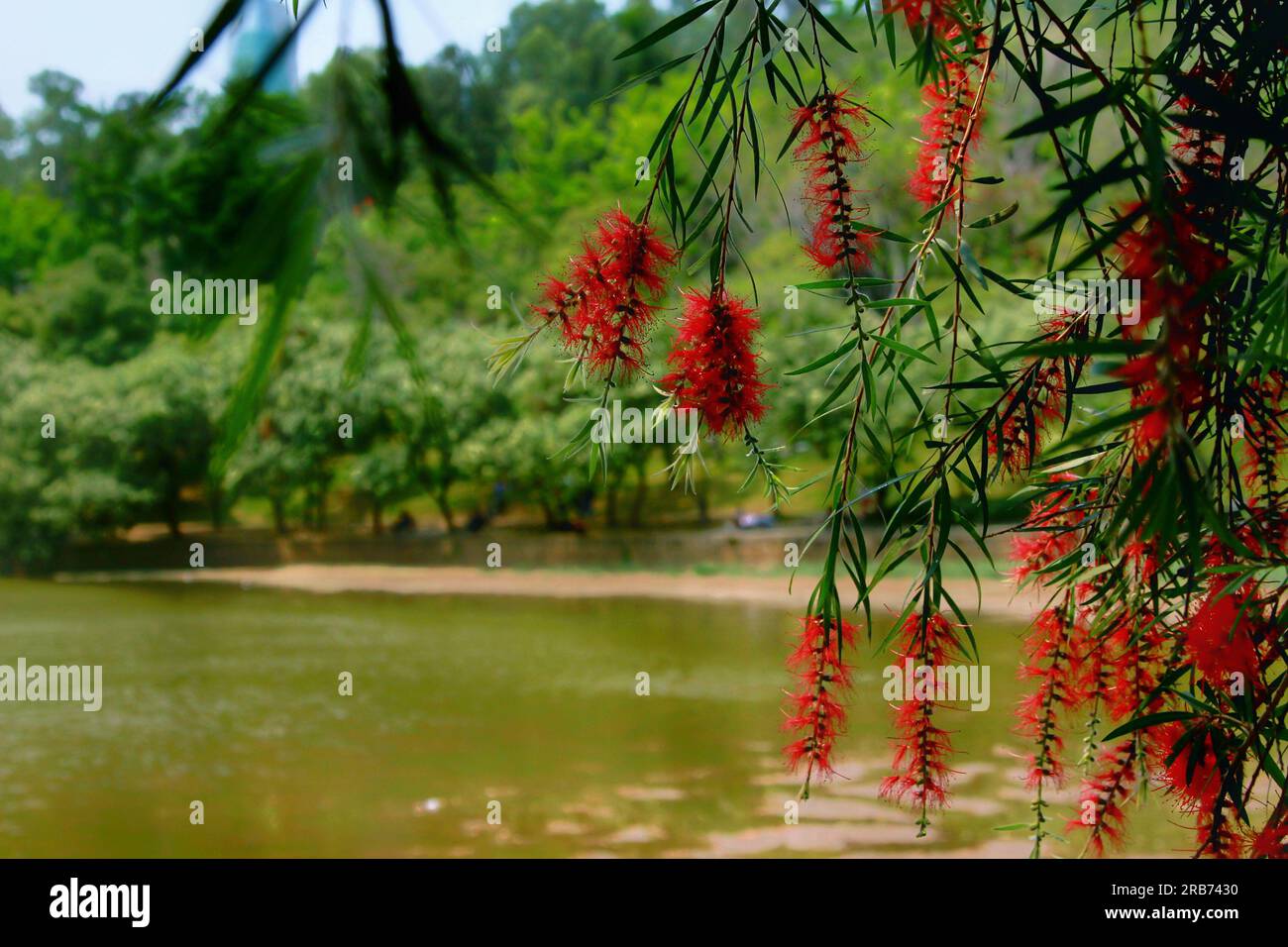 Scopri il fascino tranquillo di fiori, piante e un lago tranquillo in un pittoresco giardino cinese, immerso nel caldo bagliore del sole all'aperto Foto Stock