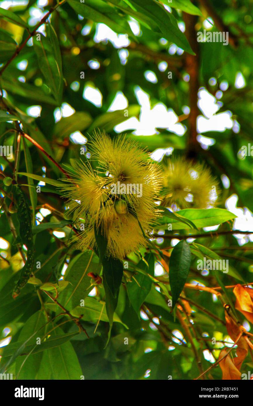 Scopri il fascino tranquillo di fiori, piante e un lago tranquillo in un pittoresco giardino cinese, immerso nel caldo bagliore del sole all'aperto Foto Stock