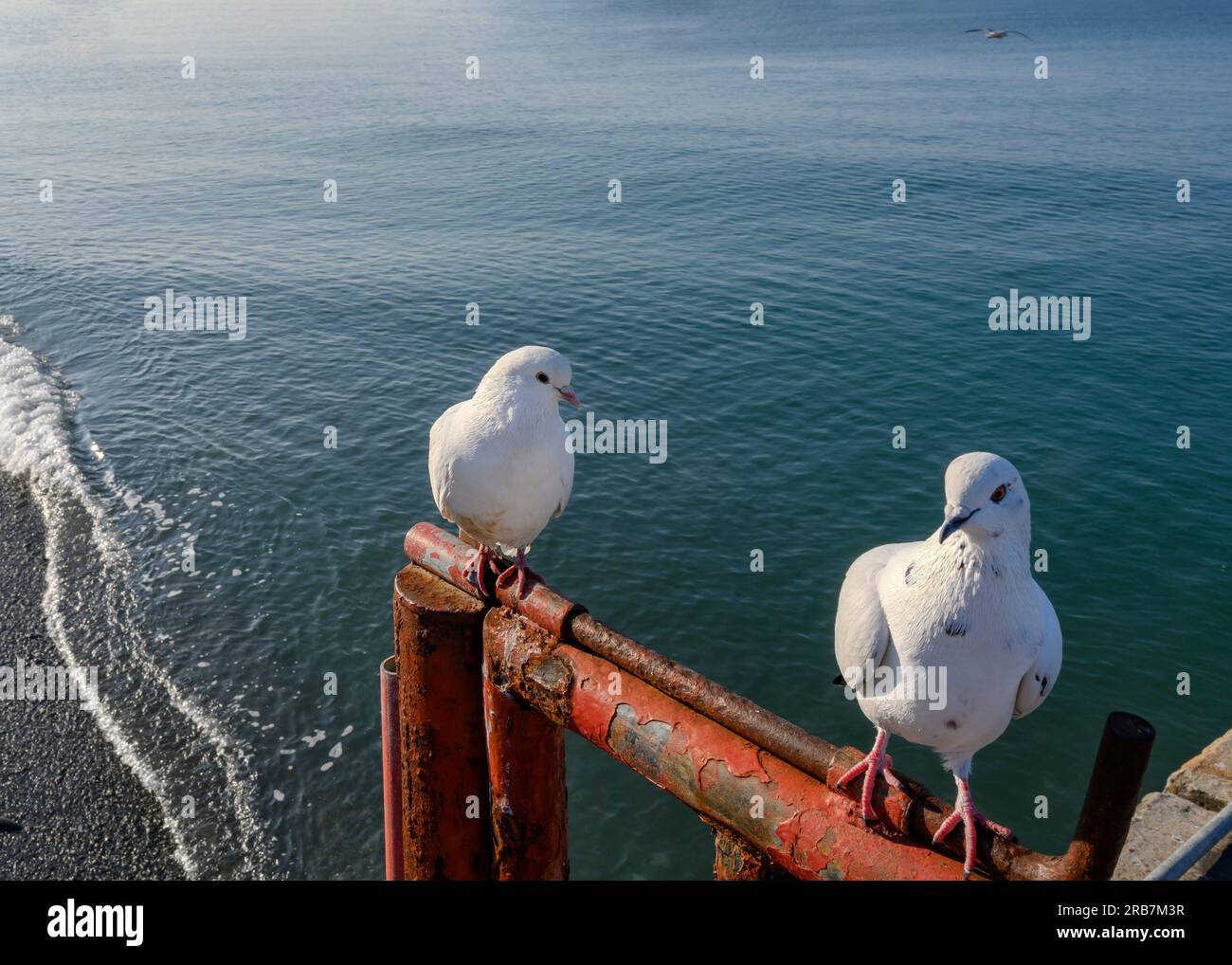 I piccioni bianchi siedono su una recinzione sullo sfondo del mare Foto Stock