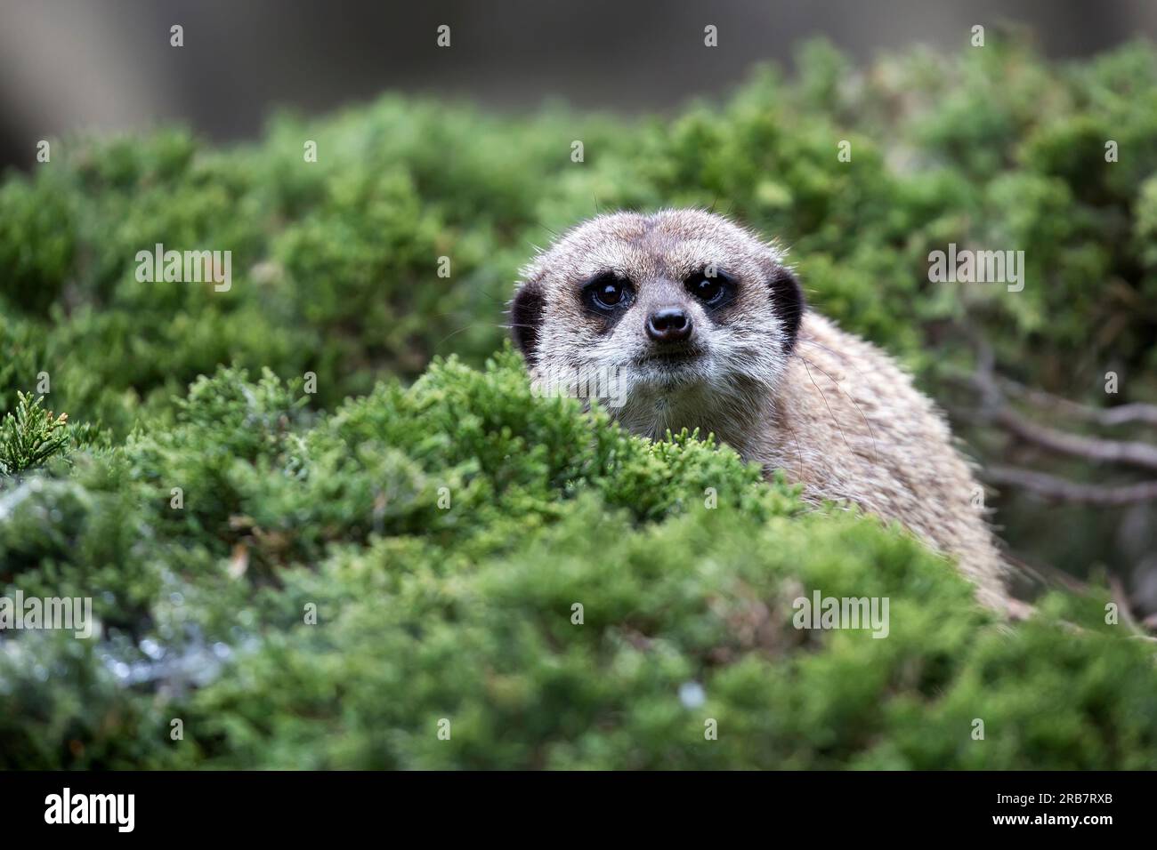 Meerkat nel selvaggio un ritratto Foto Stock