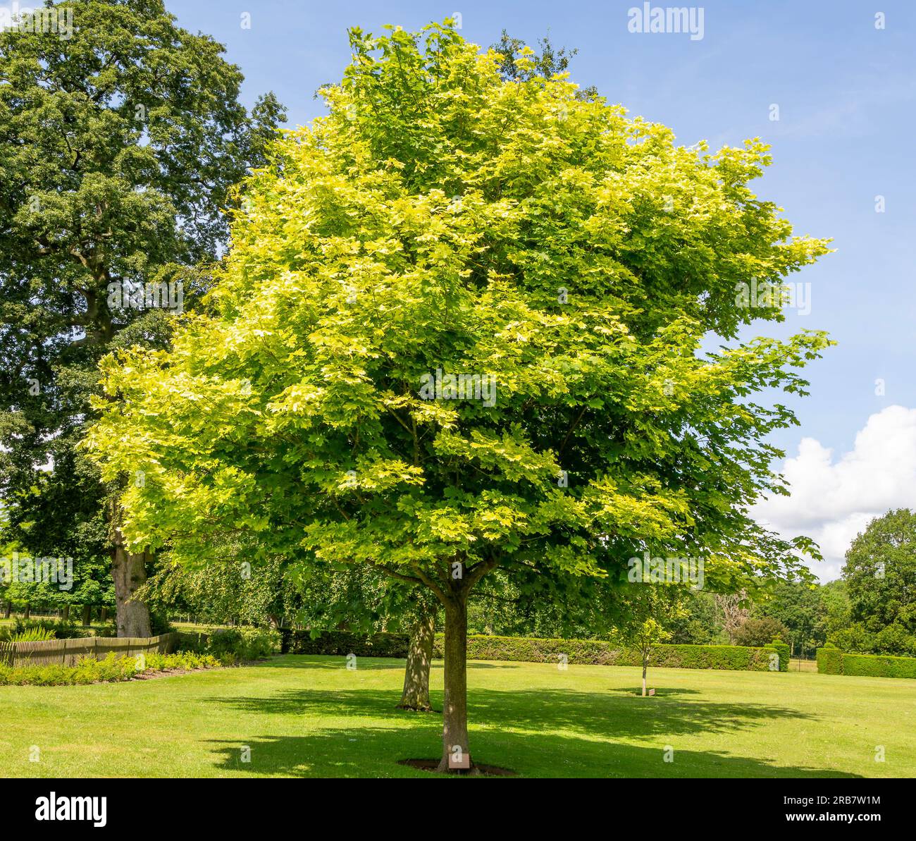 Redisham Hall Gardens and Plant Nursery, Redisham, Suffolk, Inghilterra, Regno Unito Foto Stock