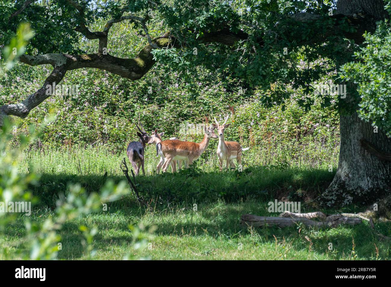 Daino (Dama dama) che pascolano animali al Knepp Estate Wildland, Rewilding o wilding Project nel West Sussex, Inghilterra, Regno Unito Foto Stock