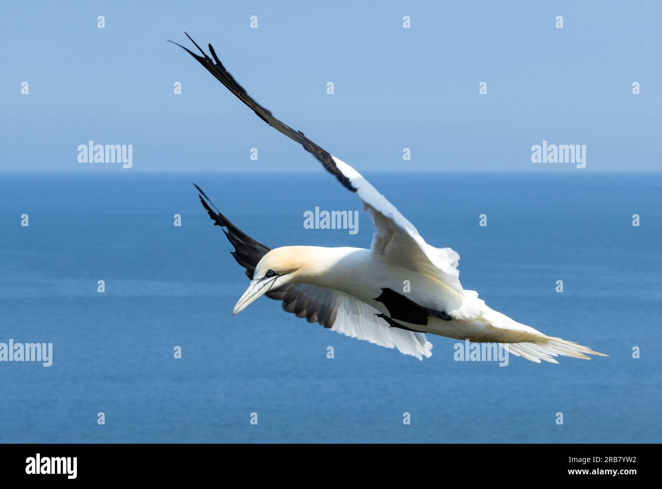 Un Gannet si prepara ad atterrare nel suo sito di nido. ciò richiede un alto grado di precisione per evitare collisioni e i becchi di rigonfiamento dei vicini irati. Foto Stock