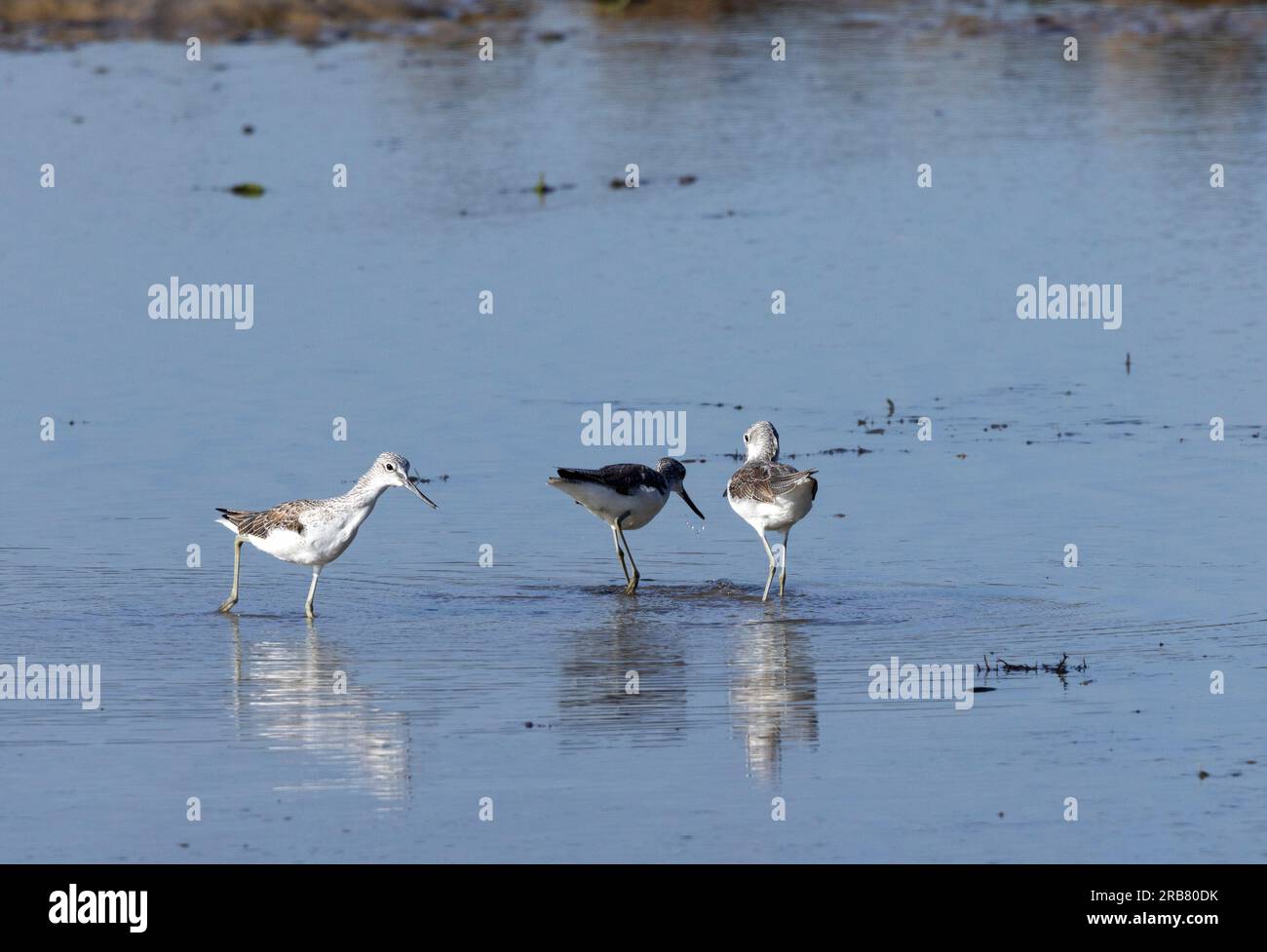 Il Greenshank è un migrante paleartico in Africa, dove è diffuso lungo le acque costiere e le vie navigabili interne. Foto Stock