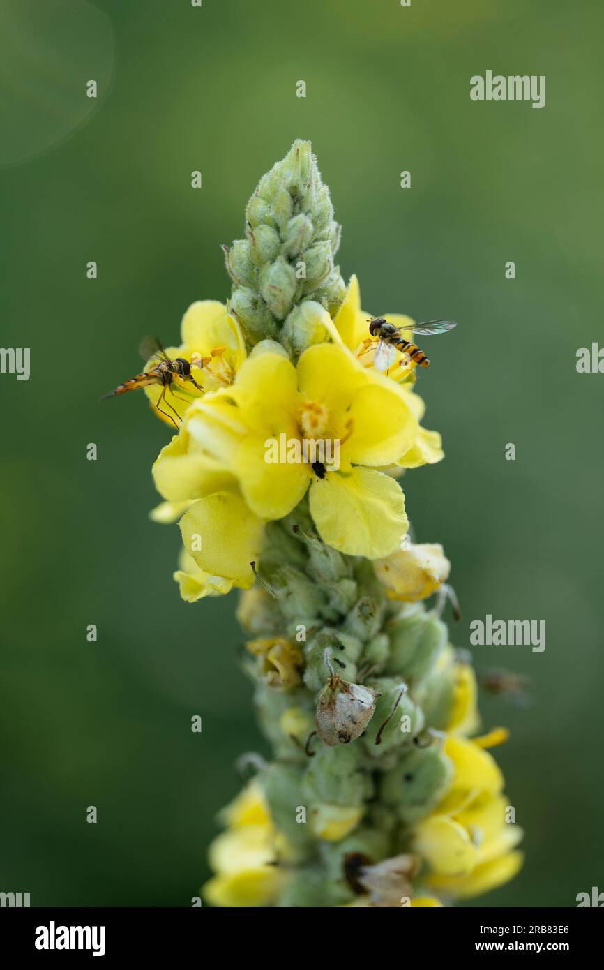 Il passaggio del mouse vola in cerca di fiori gialli di un mullein comune (Verbascum thapsus) Foto Stock