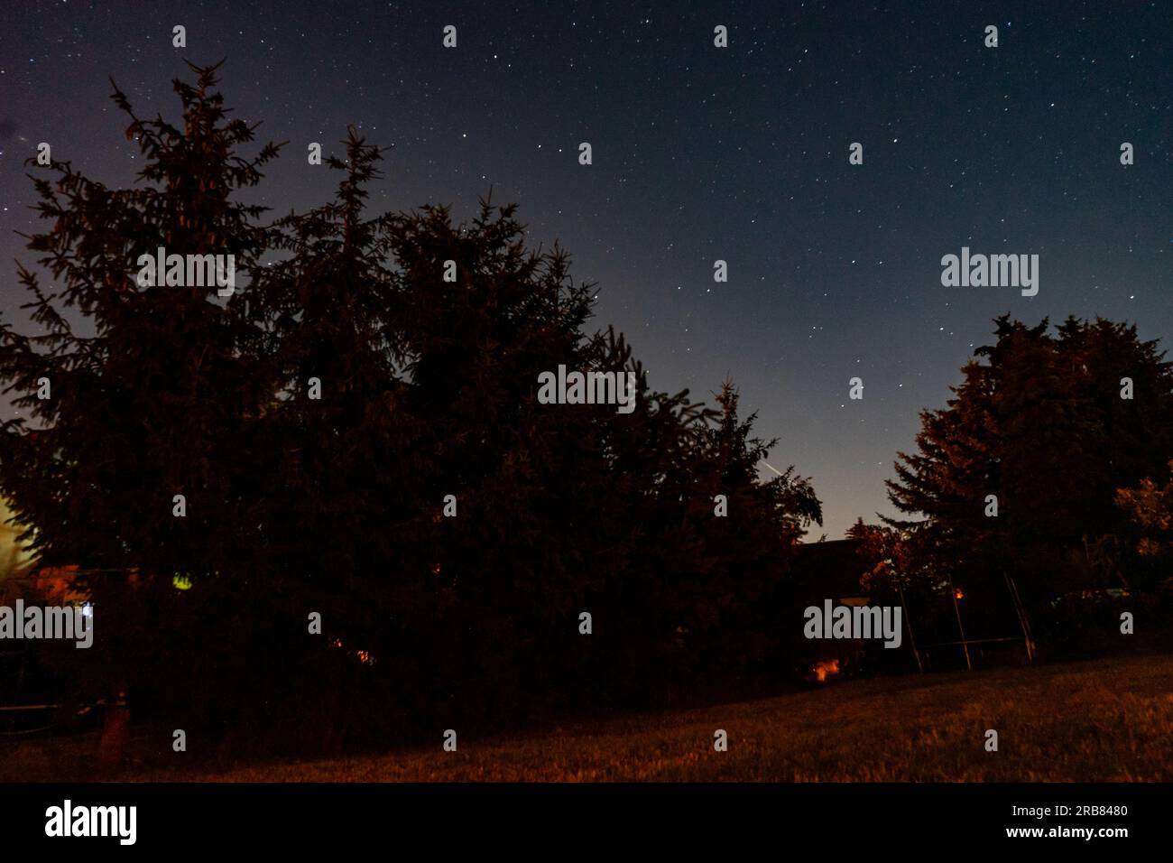 notte con le stelle nel bosco Foto Stock