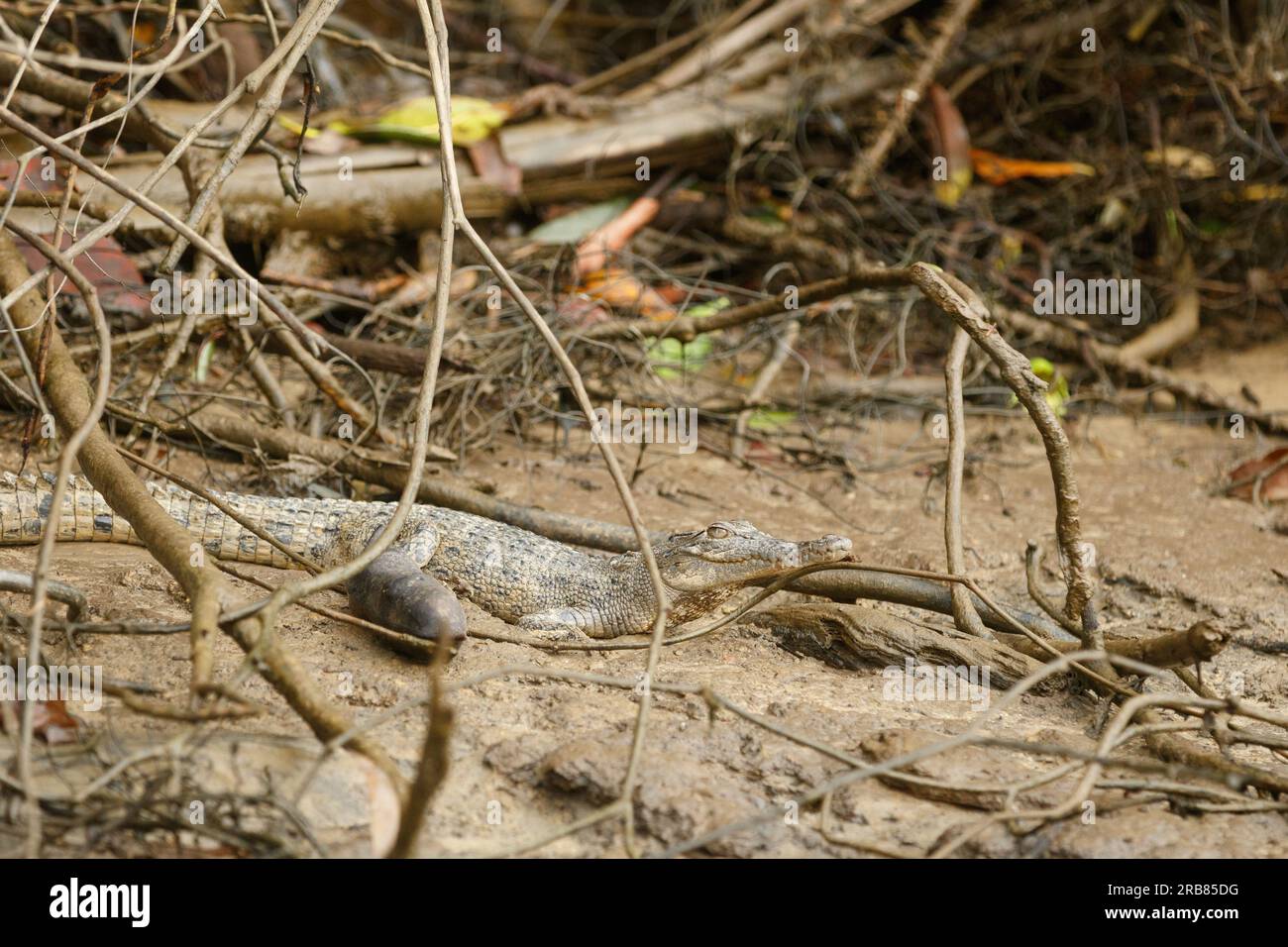 Daintree, Australia. 4 luglio 2023. Un coccodrillo giovanile dell'Estuarino (Crocodylus porosus) visto sulle rive del fiume Daintree nel tropicale far North Queensland. (Foto di Joshua Prieto/SOPA Images/Sipa USA) credito: SIPA USA/Alamy Live News Foto Stock