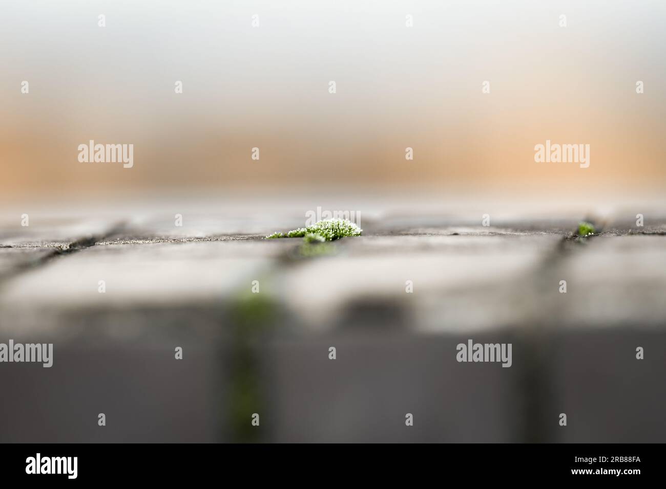 Piante verdi che crescono sulle pareti. Foto Stock