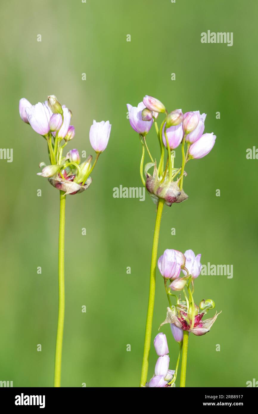 Primo piano dei fiori di aglio rosato (allium roseum) in fiore Foto Stock