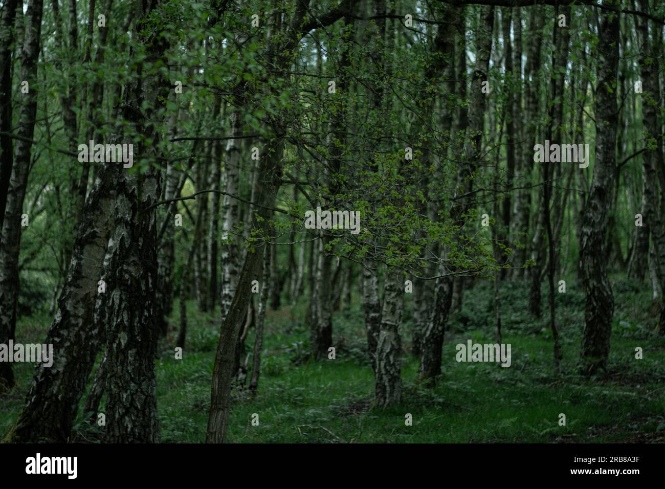 Foresta di betulle densa Foto Stock
