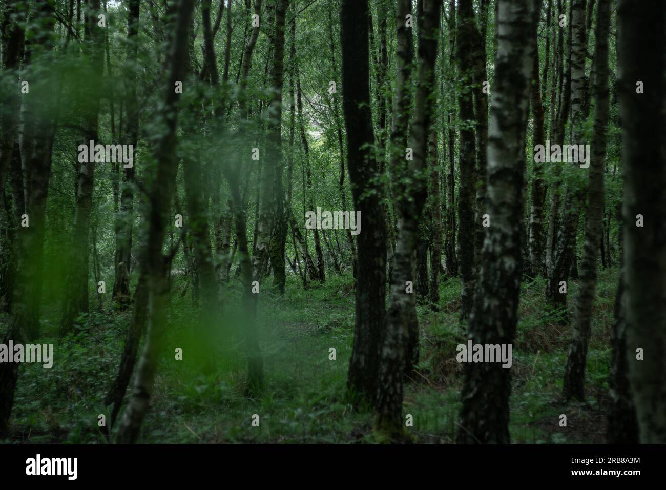 Foresta di betulle densa Foto Stock