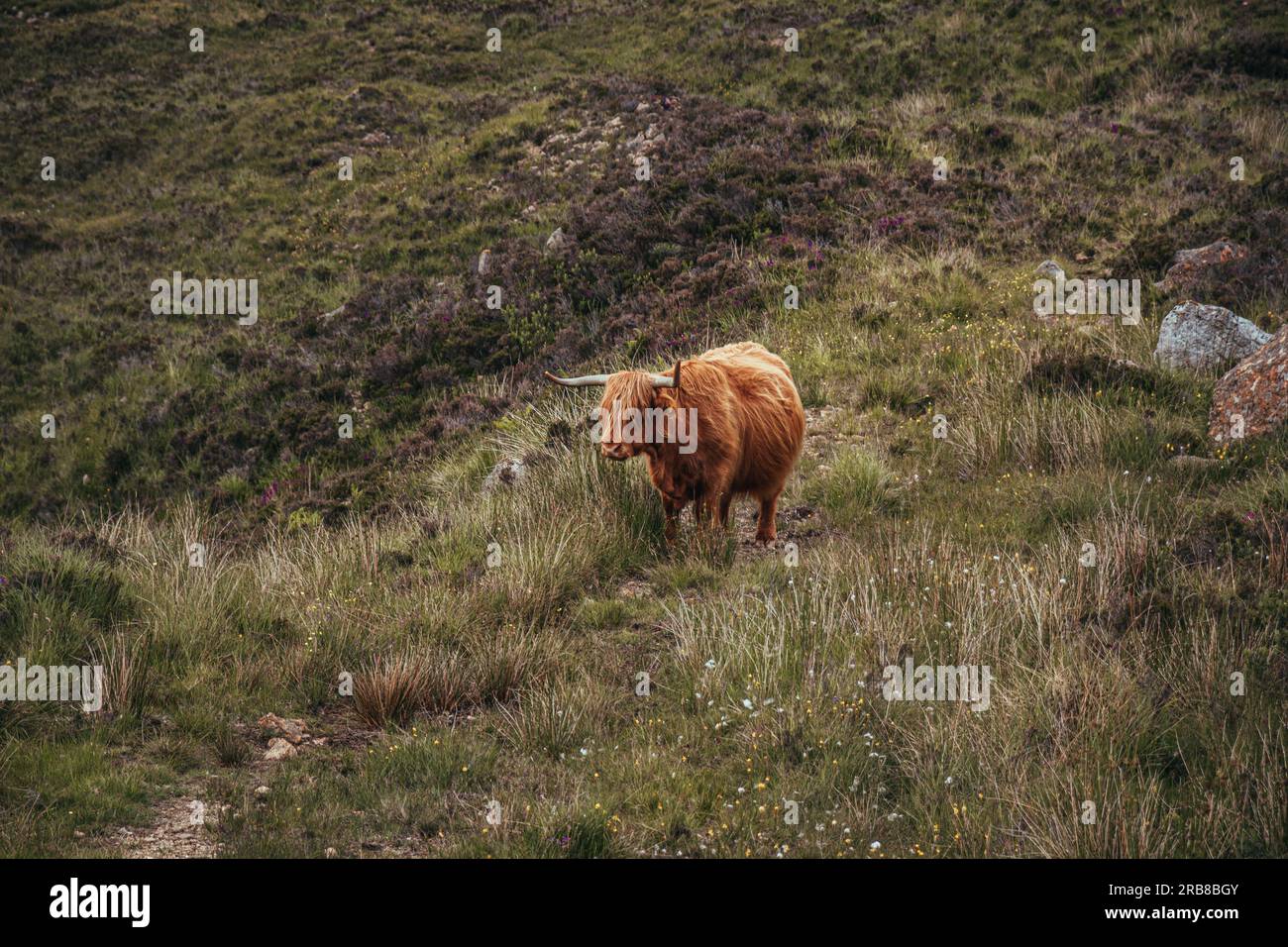 Lato della mucca delle Highland incinta rivolto verso l'alto Foto Stock