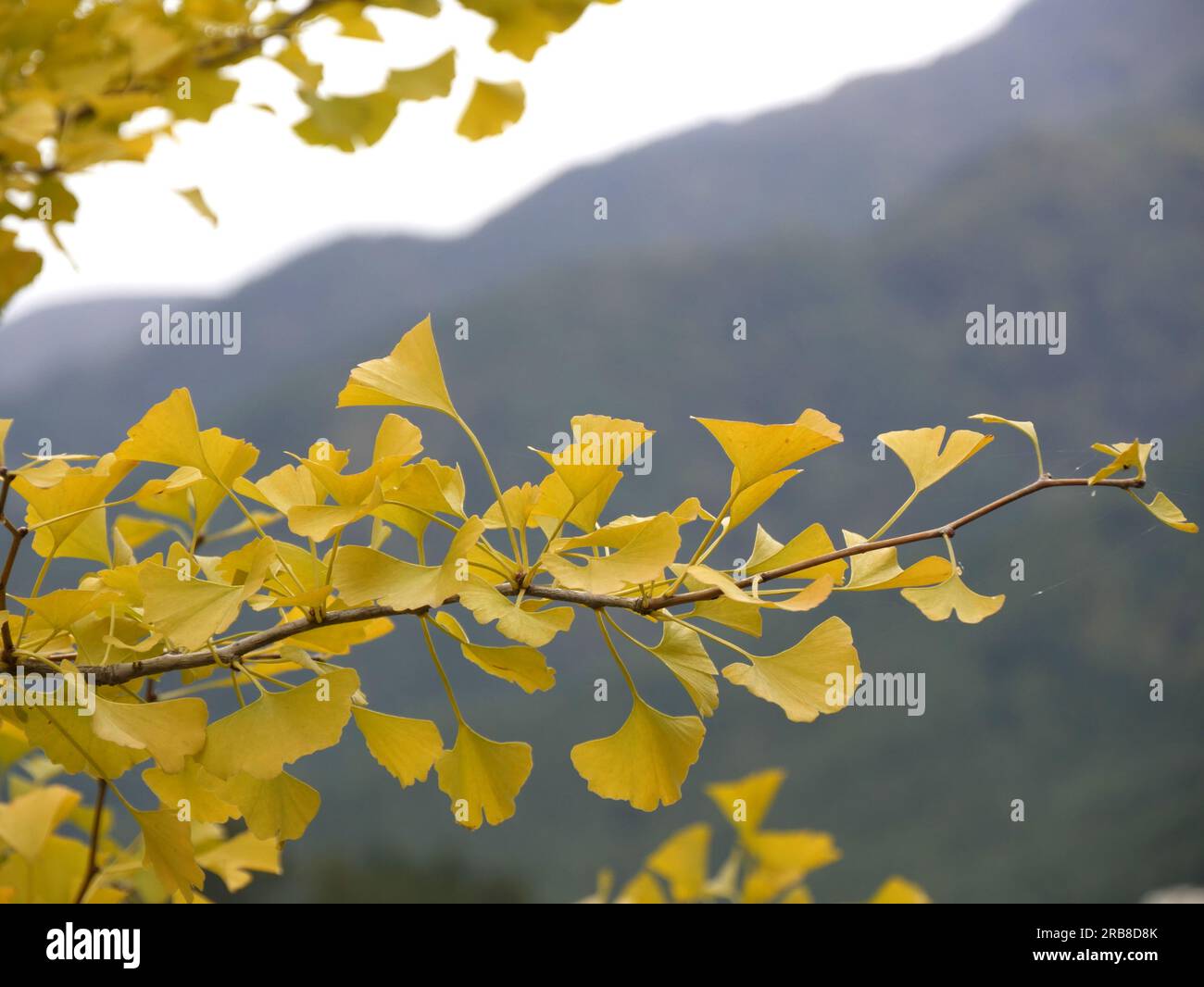 Gingko Biloba foglie d'oro a Kawaguchiko, Giappone, in ottobre Foto Stock