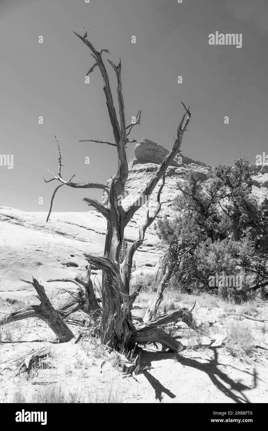 Albero di ginepro morto nel Kodachrome Basin State Park, Utah, USA Foto Stock