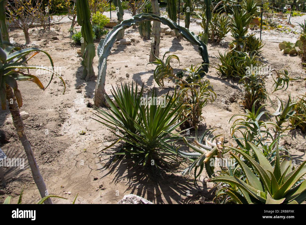 Varietà di cactus nel giardino botanico Foto Stock