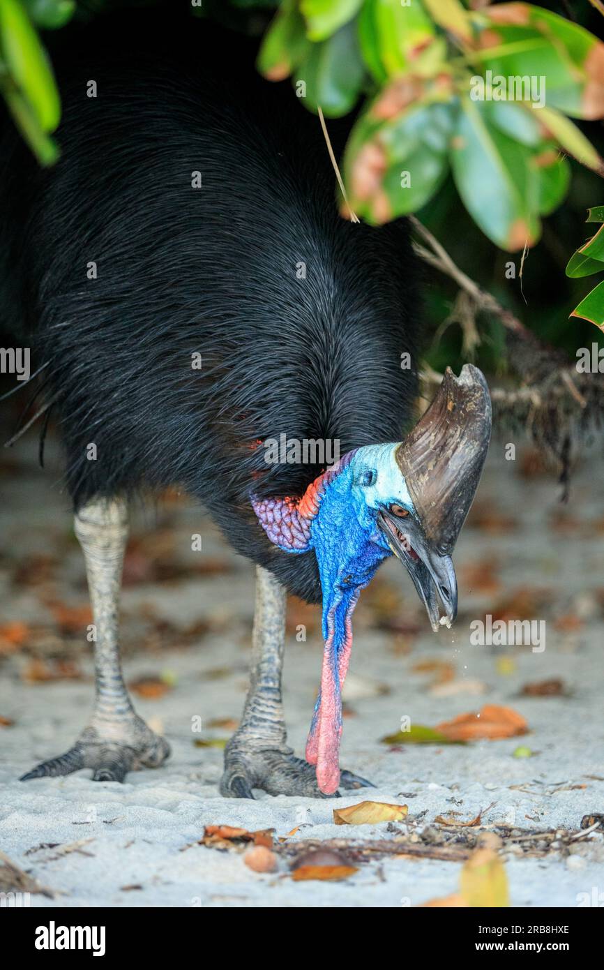Cassowary meridionale femminile (casuarius casuarius) vista sulla spiaggia di Etty Bay, Queensland. Occasionalmente si verificano alterchi umani-cassowari quando gli uccelli si abituano alle persone e i turisti benintenzionati nutrono gli uccelli. Foto Stock