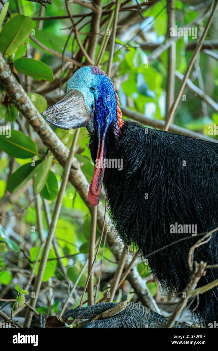 Etty Bay, Australia. 14 marzo 2023. Cassowary meridionale femminile (casuarius casuarius) vista sulla spiaggia di Etty Bay, Queensland. Occasionalmente si verificano alterchi umani-cassowari quando gli uccelli si abituano alle persone e i turisti benintenzionati nutrono gli uccelli. (Foto di Joshua Prieto/SOPA Images/Sipa USA) credito: SIPA USA/Alamy Live News Foto Stock