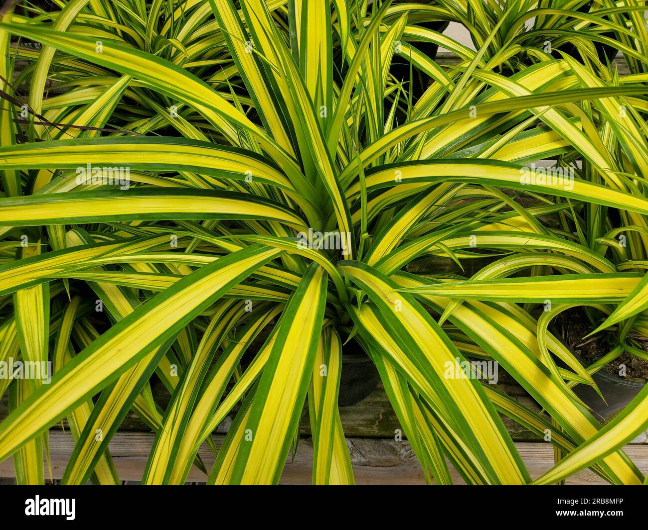 Bellissime foglie variegate verdi e gialle di Pandanus Baptisii Screwpine Foto Stock