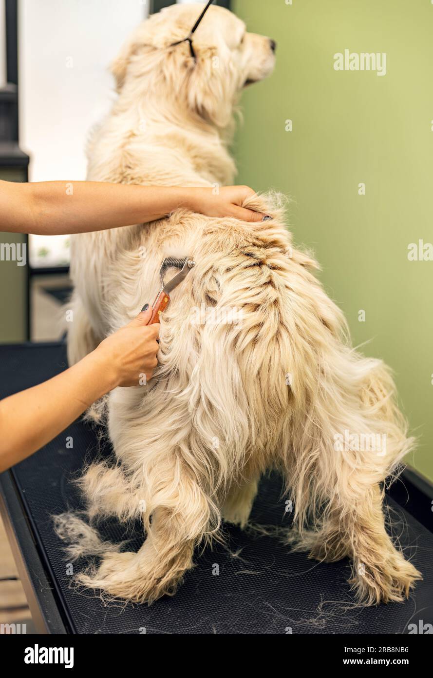 Cura di routine dei cani. Cane Golden retriever nel salone della cura del corpo Foto Stock