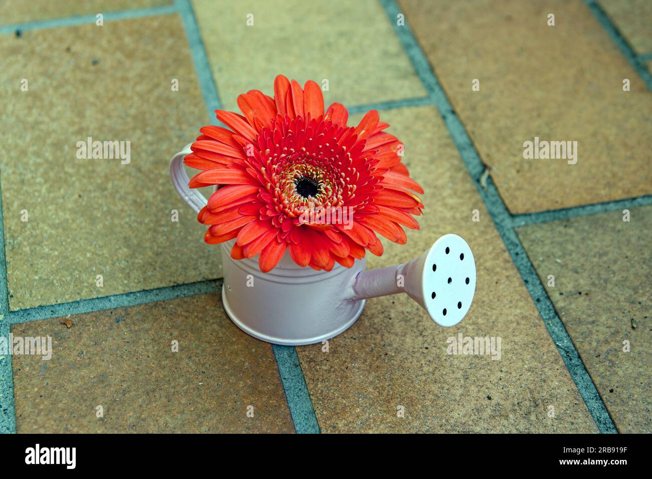 Giardino, fiori e fiori: Decorazione, gerbera, fiore in una piccola lattina da innaffiare come vaso Foto Stock