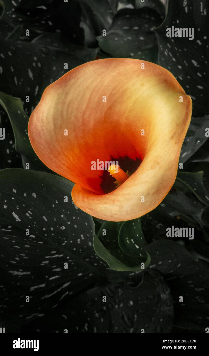 Vista dall'alto di un giglio arancione "sole mattutino" o di Zantedeschia in piena fioritura isolato su uno sfondo oscuro e lungoso. Fotografia macro di fiori Foto Stock