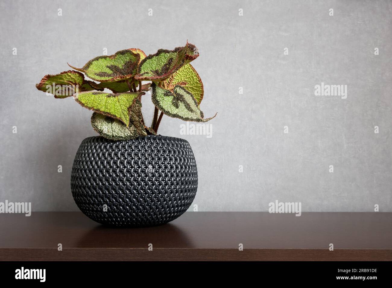 Una begonia masoniana o pianta di casa di begonia a croce di ferro in un vaso nero si trova sul lato sinistro del tavolo in legno con sfondo pulito Foto Stock