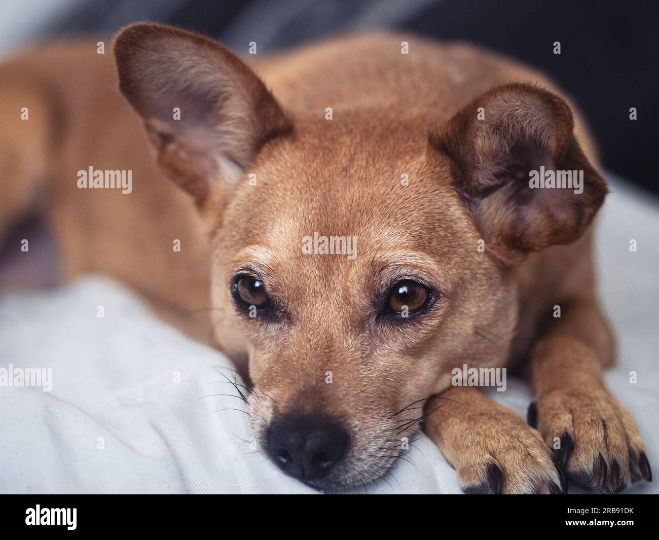 Primo piano di un cane di razza mista sdraiato con occhi premurosi ed espressione serena, catturando l'essenza dell'introspezione canina Foto Stock