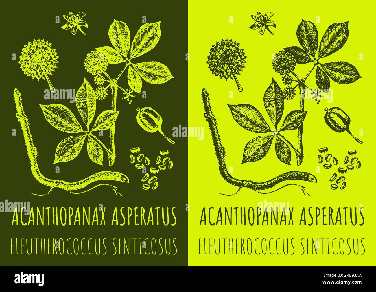 Disegno vettoriale ACANTHOPANAX ASPERATUS. Illustrazione disegnata a mano. Il nome latino è ELEUTHEROCOCCUS SENTICOSUS. Foto Stock