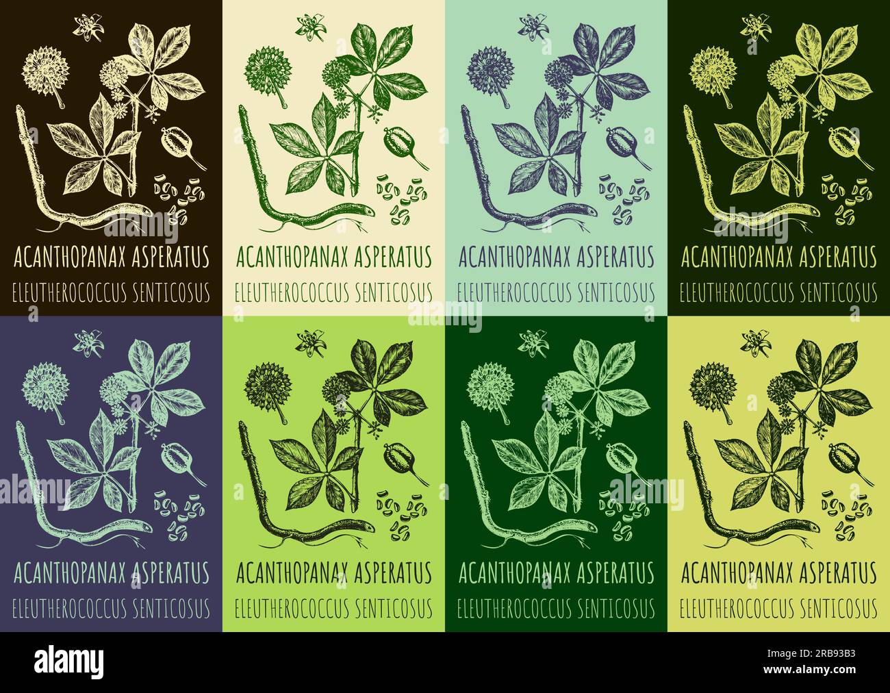 Set di disegni vettoriali ACANTHOPANAX ASPERATUS in vari colori. Illustrazione disegnata a mano. Il nome latino è ELEUTHEROCOCCUS SENTICOSUS Foto Stock