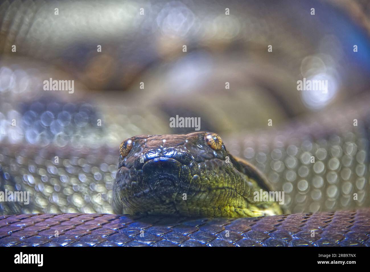 Vista parziale di un gigantesco anaconda color smeraldo che guarda la fotocamera Foto Stock
