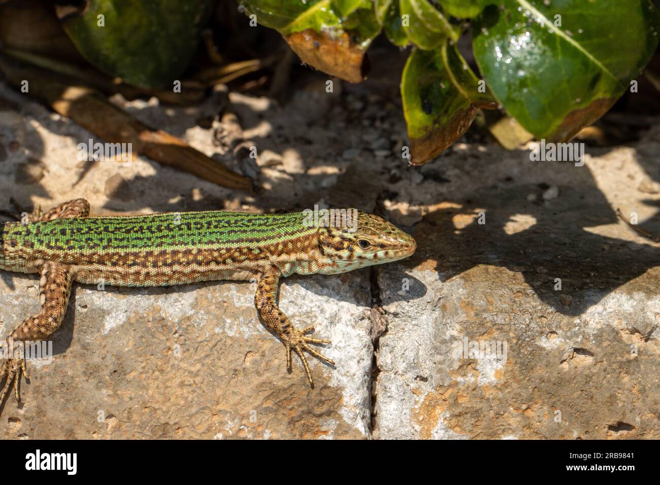 Primo piano della lucertola di Wall Lizard di Lilford a Maiorca Foto Stock