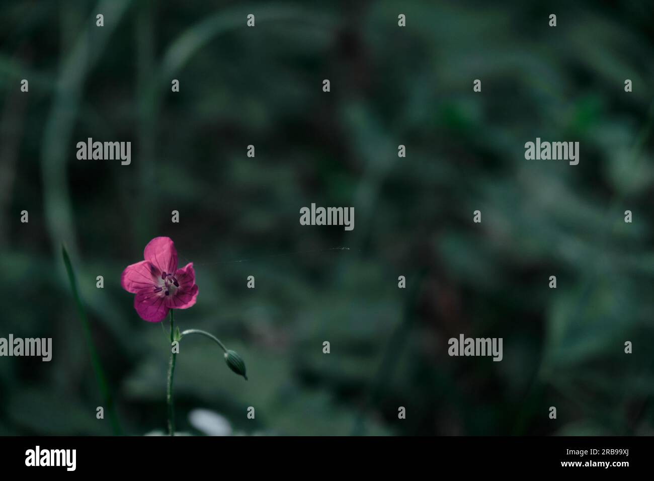 Fiore di ciclamino isolato sullo sfondo verde della foresta delicati fiori rosa di ciclamino scarlatto in boschetti scuri Foto Stock
