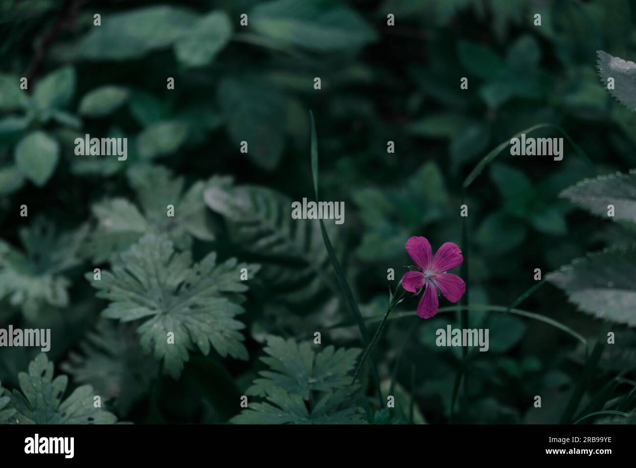 Fiore di ciclamino isolato sullo sfondo verde della foresta delicati fiori rosa di ciclamino scarlatto in boschetti scuri Foto Stock