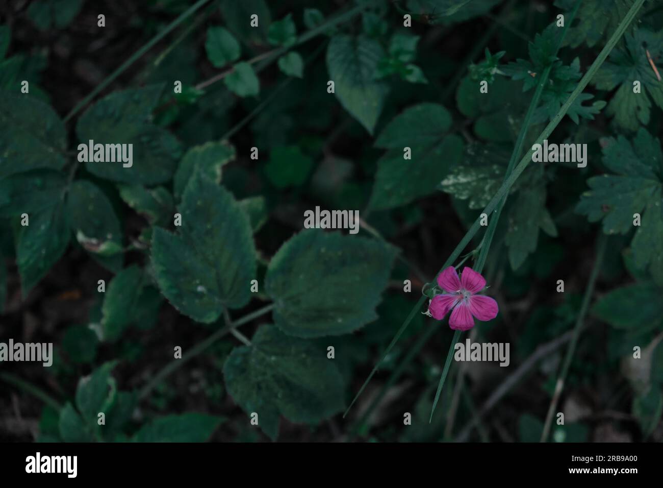 Fiore di ciclamino isolato sullo sfondo verde della foresta delicati fiori rosa di ciclamino scarlatto in boschetti scuri Foto Stock