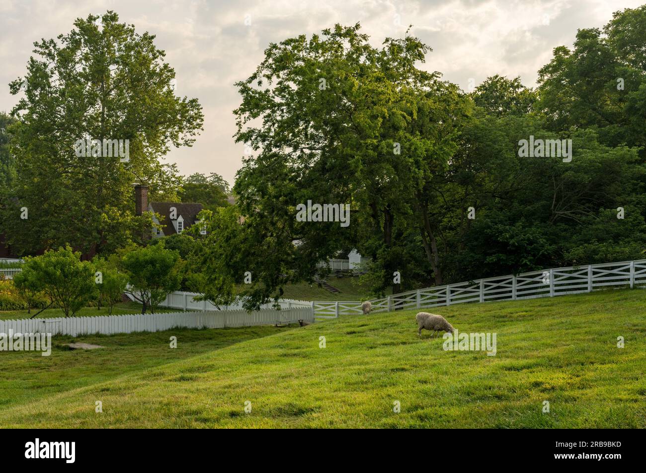 Pecore che pascolano nel tradizionale prato recintato bianco a Williamsburg, Virginia Foto Stock